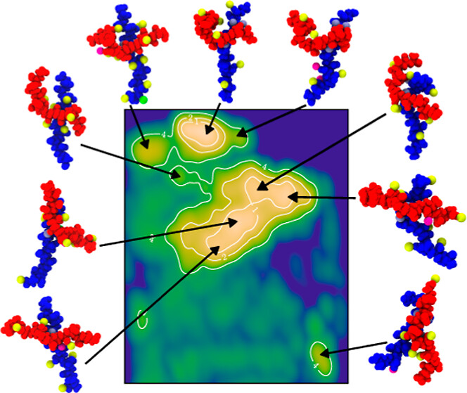 Ca²⁺-mediated polyelectrolyte chain association phase diagram