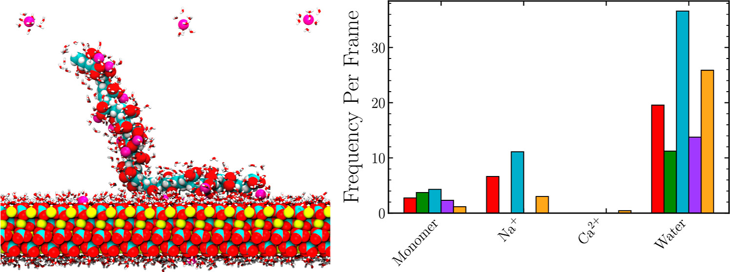 Poly(acrylic acid) chain adsorbing to a CaCO₃ surface with direct and water-mediated binding geometries